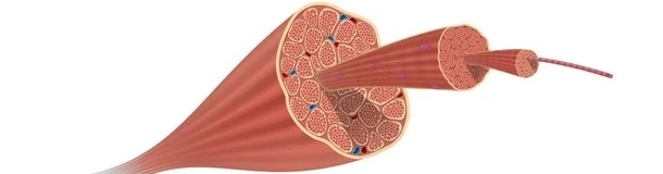 Muscle fiber